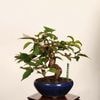 �ߺϡ������  *���� ����ʪ �����顡�����顡Jyuugatsusakura bonsai �����ߺ�