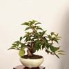 �ߺϡ������  *���� ����ʪ �����顡�����顡Jyuugatsusakura bonsai �����ߺ�