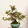 �ߺ� �����������  *���� ����ʪ �����顡�����顡Jyuugatsusakura bonsai �����ߺ�