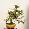 �ߺ� �����������  *���� ����ʪ �����顡�����顡Jyuugatsusakura bonsai �����ߺ�