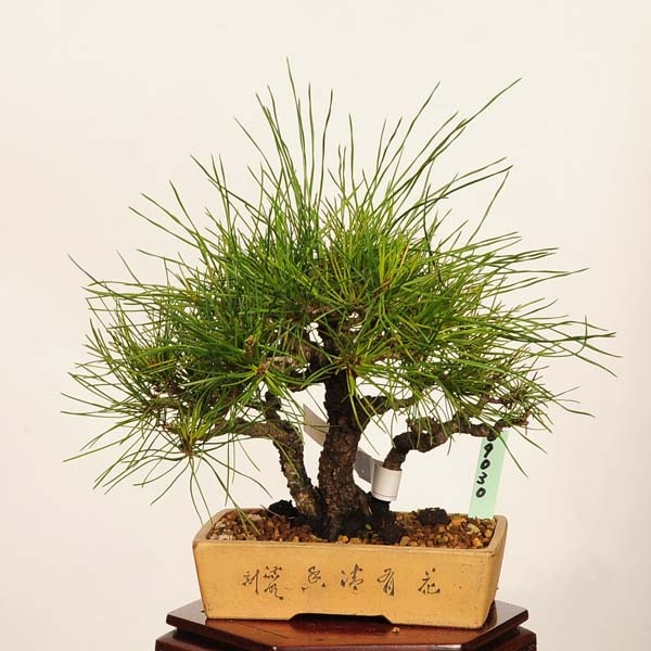 盆栽：赤松（アカマツ）*現品 あかまつ Akamatsu bomsai Pinus