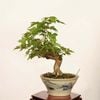 �ߺϡ���������*����ʪ �����ǡ������ǡ�Kaede bonsai   Acer �����ߺ�
