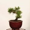 �ߺϡ��������������� ����ʪ*�����ޤġ������ޥ� Pinus thunbergii��Kuromatsu bonsai �����ߺ�