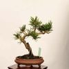 �ߺϡ��������������� ����ʪ*�����ޤġ������ޥ� Pinus thunbergii��Kuromatsu bonsai �����ߺ�