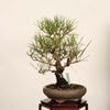 �ߺ� �����Ϲ���*���� ����ʪ �����ޤġ������ޥġ�Kuromatsu bonsai �����ߺ�