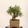 �ߺ� �����Ϲ���*���� ����ʪ �����ޤġ������ޥġ�Kuromatsu bonsai �����ߺ�