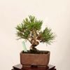 �ߺ� �����Ϲ���*���� ����ʪ �����ޤġ������ޥġ�Kuromatsu bonsai �����ߺ�