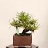 �ߺ� �����Ϲ���*���� ����ʪ �����ޤġ������ޥġ�Kuromatsu bonsai �����ߺ�