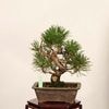 �ߺ� �����Ϲ���*���� ����ʪ �����ޤġ������ޥġ�Kuromatsu bonsai �����ߺ�