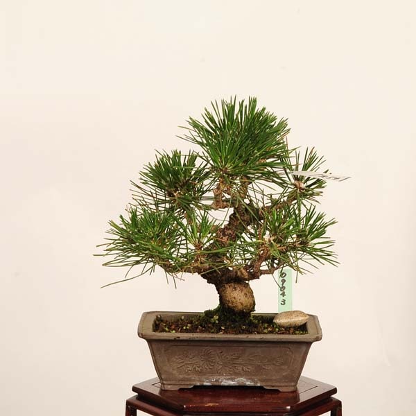 盆栽 ：三河黒松*現品 一点物 くろまつ クロマツ Kuromatsu bonsai
