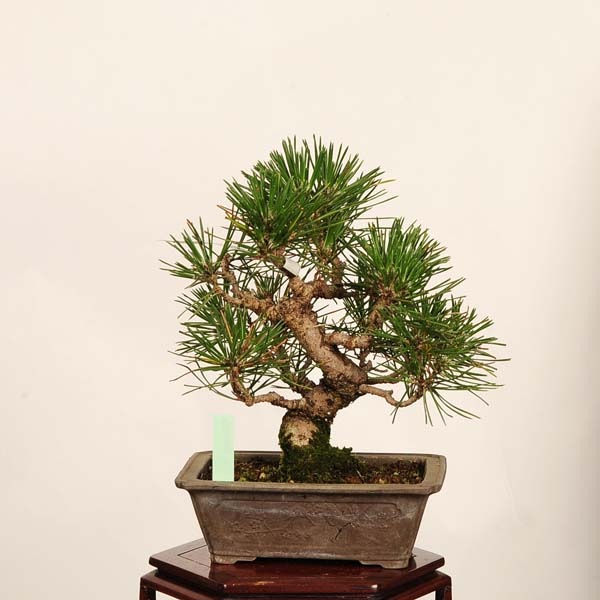 盆栽 ：三河黒松*現品 一点物 くろまつ クロマツ Kuromatsu bonsai