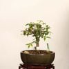 �ߺϡ�ݰ(���䤭)������*����ʪ ���䥭 Zelkova serrata��Keyaki bonsai �����ߺ�
