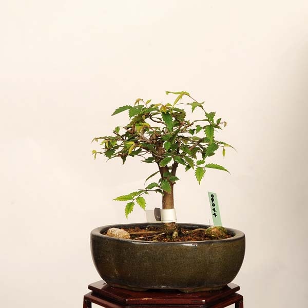 盆栽：欅(けやき) 現品*一点物 ケヤキ Zelkova serrata Keyaki bonsai