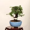 �ߺϡ���ݰ�ʤˤ줱�䤭�ˡ�*���� ����ʪ �˥쥱�䥭 keyaki bonsai�������ߺ�