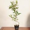 �ߺ��Ǻ��ġ����꡼�֤���*���� ����ʪ Olea europaea��olive bonsai �����ߺ�