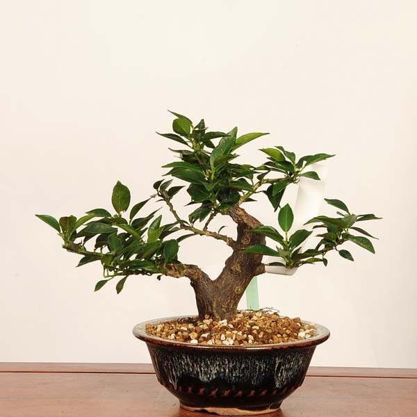 盆栽鉢　小品盆栽 盆栽 特選：姫みかん*現品 一点物 ミカン Citrus Mikan bonsai 小品