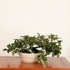 �ߺϡ�Ϸ��� ����*����ʪ �������  ���������Diospyros rhombifolia��rouyagaki bonsai �����ߺ�