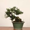 �ߺ� ���������׳�(�Ȥ��郎��)  ������*������������Kaki bonsai �����ߺϡ�