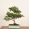 �ߺϡ����������� ����* ���󤶤� ���󥶥� Crataegus cuneata��Sanzashi bonsai �����ߺ�