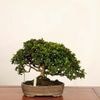 �ߺϡ����� �����ĤĤ� ����*����ʪ ���� �ҥ����ĥĥ� Hikagetsutsuji bonsai �����ߺ�