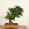 �ߺ� ���������ޤ�ߡ�����*����ʪ ���ޥ�ߡ�Komayumi bonsai Euonymus alatus�������ߺ�