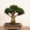 �ߺϡ��������в�ɰ�����ʡ�*����ʪ �ҤΤ����ҥΥ���Hinoki bonsai �����ߺ�