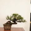 �ߺ� �������־��ʥ����ޥġ�*���� ����ʪ �����ޤ� Akamatsu bonsai Pinus densiflora �����ߺ�