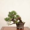 �ߺ� �������������վ�*���� ����ʪ ���褦�ޤġ����襦�ޥġ�Goyoumatsu bonsai �����ߺ�