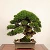 �ߺ� ������������* ���� ����ʪ ����Ѥ� ����ѥ���Shinpaku bonsai �����ߺ� �緿��ޥ������� 