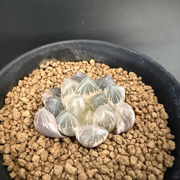 多肉植物 ハオルチア 大窓サークルオブライフ 多肉植物：ハオルチア 大窓オブツーサ 秋おもい錦*幅4cm 現品！一品