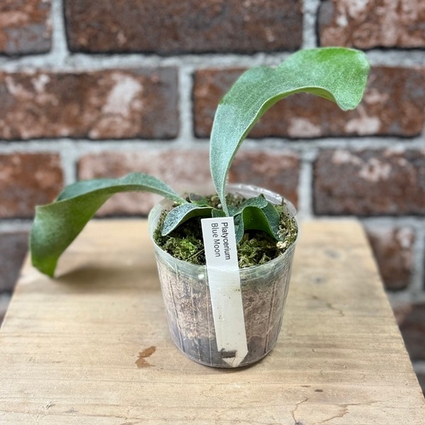 観葉植物：ビカクシダ コウモリラン ブルームーン*3号 Platycerium