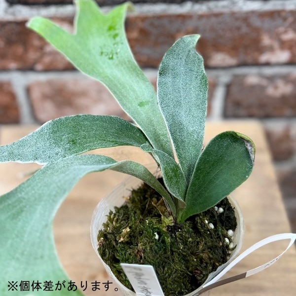 観葉植物：ビカクシダ コウモリラン ペドロタツタ*3号 Platycerium