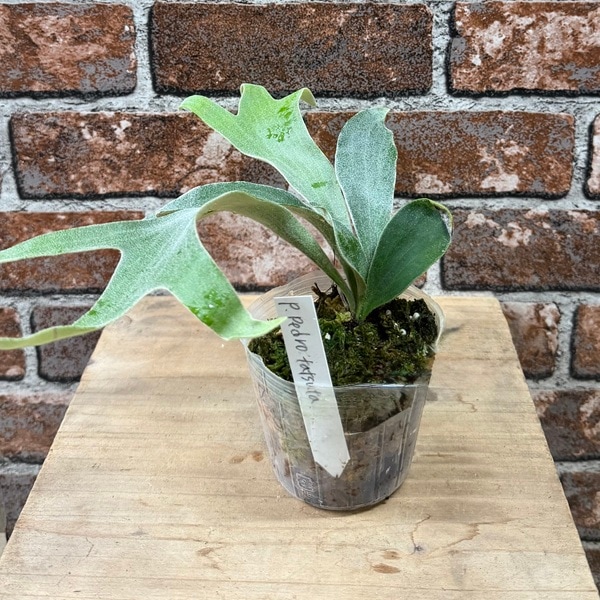 観葉植物：ビカクシダ コウモリラン ペドロタツタ*3号 Platycerium