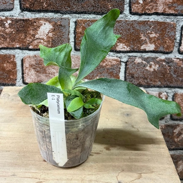 観葉植物：ビカクシダ コウモリラン E-1 白ビフルカツム*3号