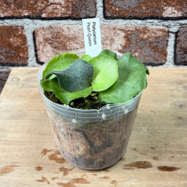 観葉植物：ビカクシダ コウモリラン パールクイーン*3号 Platycerium