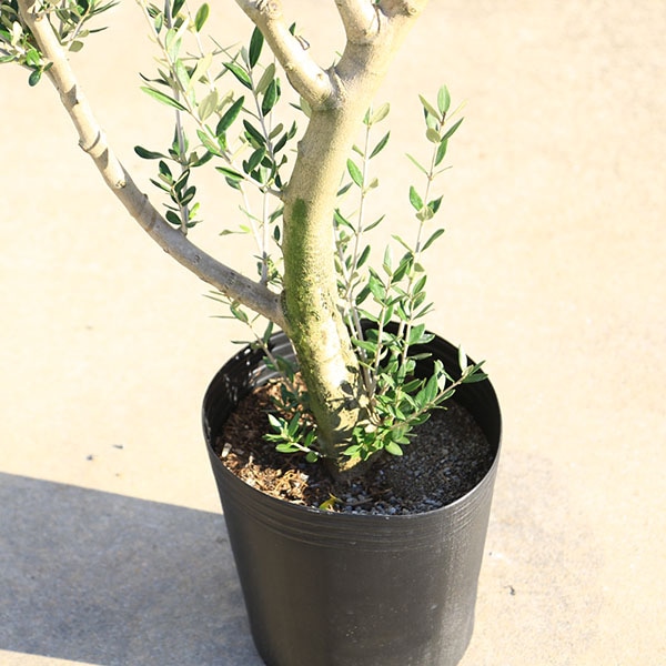 特選庭木・植木：オリーブ（ルッカ）太幹大株 *全高150cm 現品限り