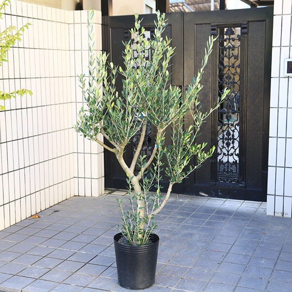 特選庭木・植木：オリーブ（ルッカ）太幹大株 *全高150cm 現品限り