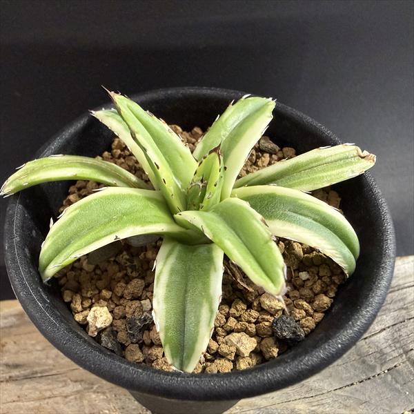 多肉植物：アガベ フランスアイボリー*S 幅7cm | すべての商品