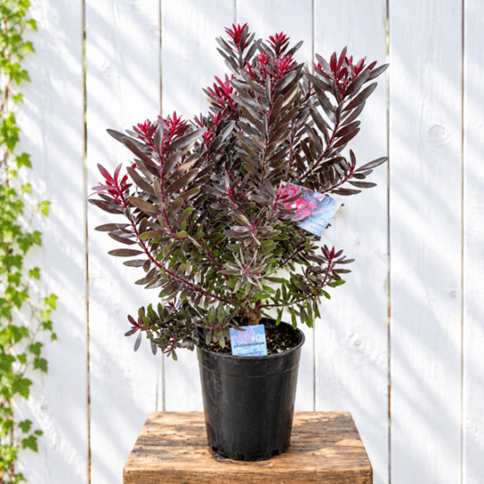 鉢花 観葉植物：リューカデンドロン デュリフ*7号 黒リューカ リュウカ