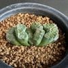 ¿����ʪ���ϥ������ ���� ����*��6.5���