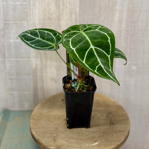 観葉植物：アンスリウム クリスタリナム*原種アンスリウム | 観葉植物