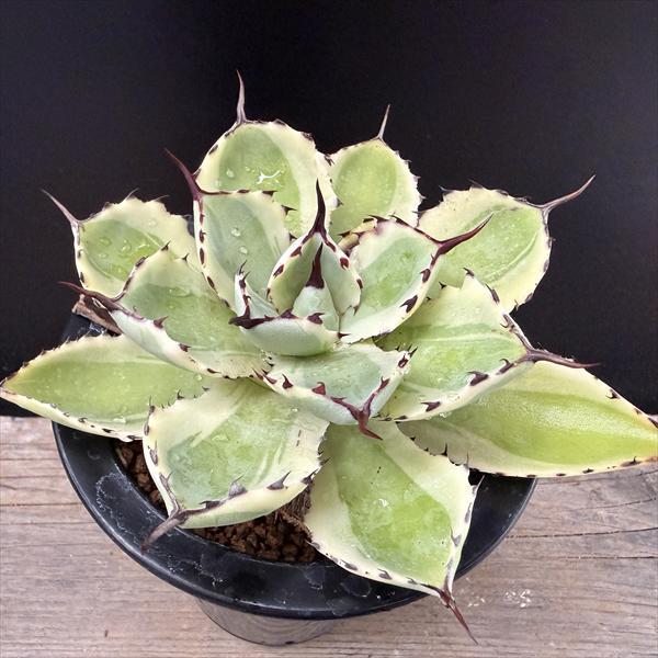 多肉植物：アガベ 吉祥冠錦 覆輪*幅13cm 現品！一品限り | サボテン