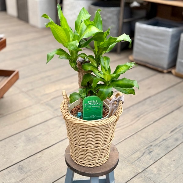 観葉植物 カゴ色選べます：ドラセナ マッサンゲアナ カゴ付* | 観葉