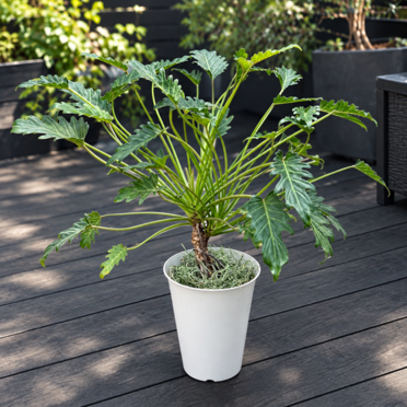 観葉植物：フィロデンドロン クッカバラ*6号 | 観葉植物 | 遊恵盆栽 本店