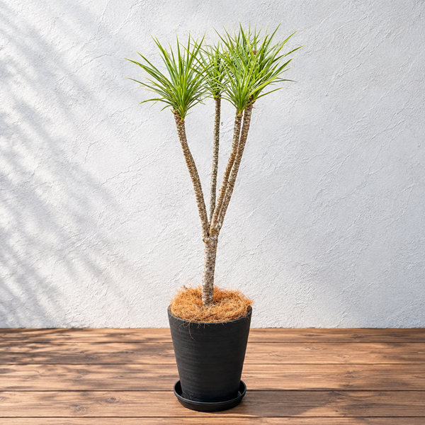 観葉植物：ドラセナ コンシンネ クリスタル 鉢植え*セラアート 受皿付