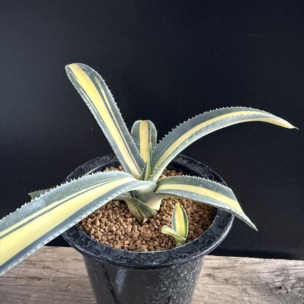 多肉植物：アガベ オーレア錦 黄中斑*M 幅20cm | サボテン＆多肉植物