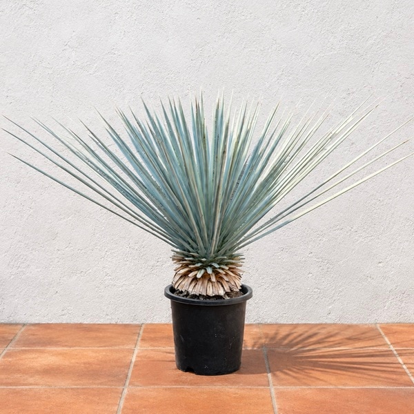 観葉植物：ユッカ リギダ【大】*現品をお届け 大型ヤマト便 | 観葉植物