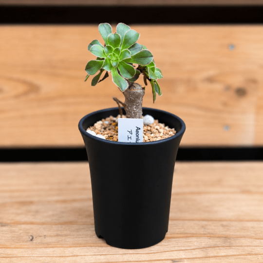観葉植物：アエオニウム*ミニラン鉢 3号 | 観葉植物 | 遊恵盆栽 本店
