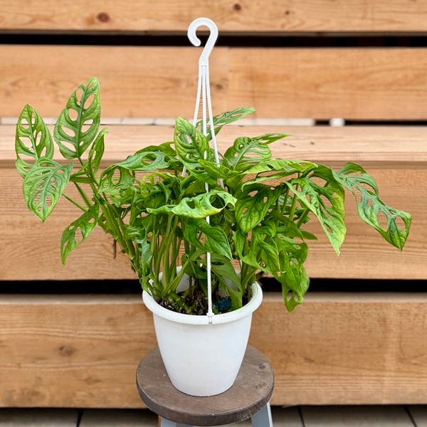 観葉植物：マドカズラ*5号 吊り鉢 | 観葉植物 | 遊恵盆栽 本店