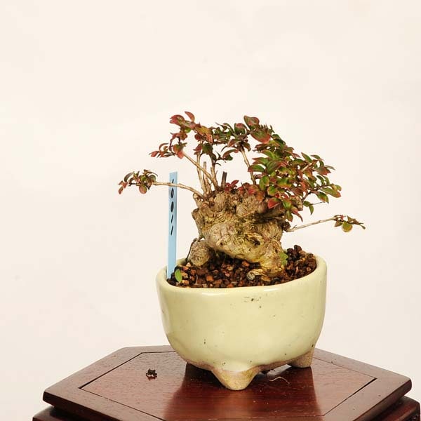 盆栽：姫百日紅*現品 一点物 さるすべり サルスベリ sarusuberi bonsai